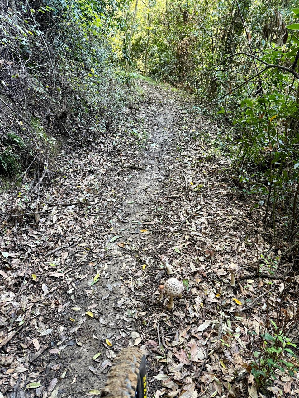 Narrow trail through grey fallen leaves on a gentle slope