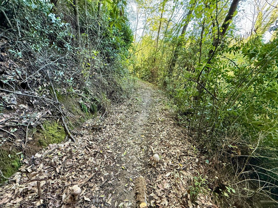Leafy trail along a bank under young trees