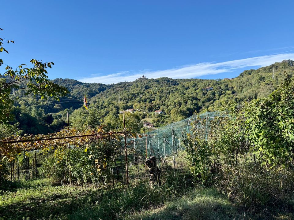 Wooded hills under a blue sky beyond a garden fence