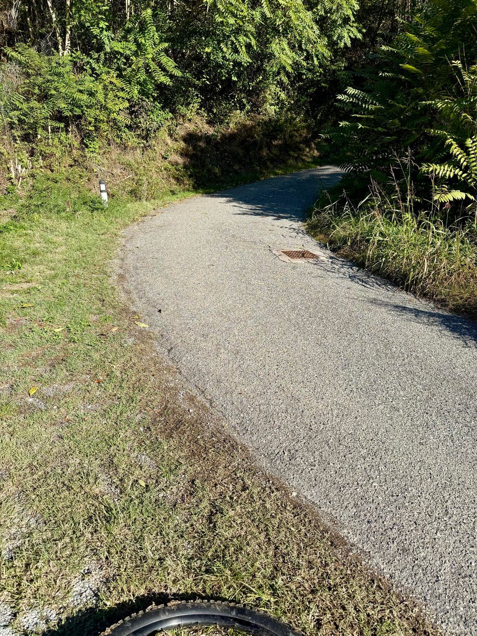 Narrow asphalt lane curving between grass and woods