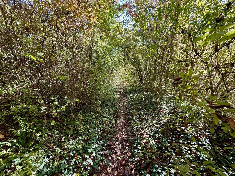 Overgrown path almost closed by brambles and shrubs