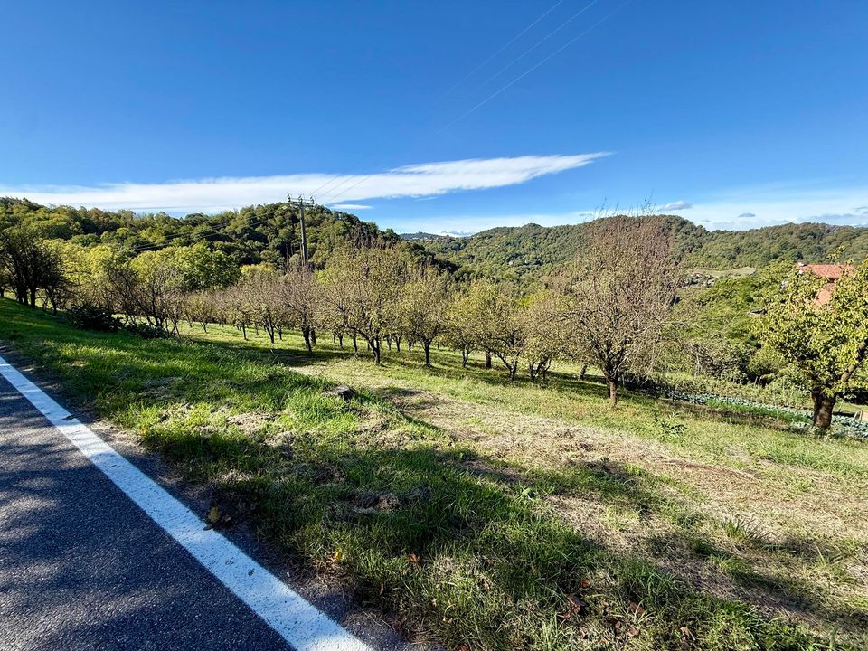 Orchard rows on a sunny slope beside the road